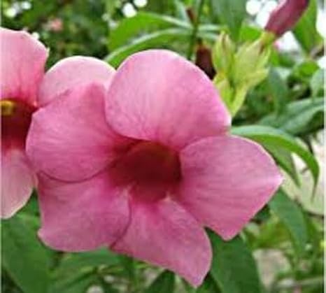 100pcs Pink Allamanda Flower Seeds