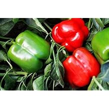 Majestic Red Hybrid F1 Bell Pepper Seeds - matures to a Bright Candy Apple red (25 - Seeds)