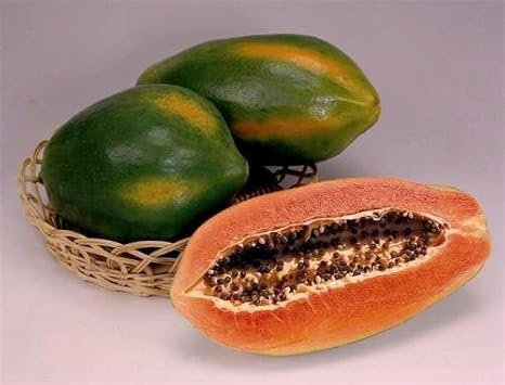 Red Lady Papaya - Great Fruit Tree - 1 to 2 Feet Tall - Ship in 1 Gal Pot