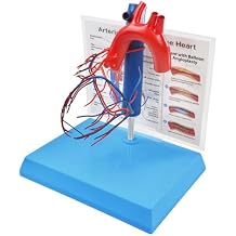 NEW HORIZON Human Heart Model Vascular Heart, Naturally Size, with base Increased sized coronary anatomy depicting the cardiac veins