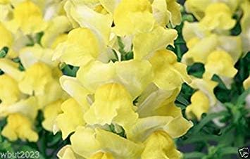 Snapdragon Seeds - 'Arrow Yellow' (200 Seeds) -Bloom All Summer, Perennial !
