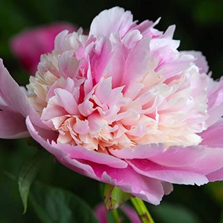 Whopper Bareroot Peony, 2-3 Eye, Great for Fall Planting! 2 Deer Resistant