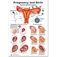 Blue Tree Publishing Pregnancy and Birth Poster 12 x 17