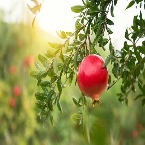 50pcs Red Pomegranate Fruit Seeds