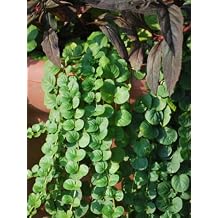 Perennial Farm Marketplace Lysimachia nummularia (Creeping Jenny) Groundcover, 1 Quart, Green Leaves with Yellow Flowers