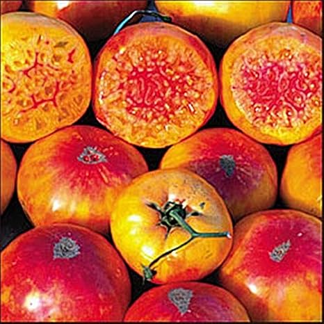 Hillbilly Potato Leaf Heirloom Tomato Seed
