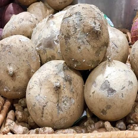 100pcs of jicama vegetablet Seeds,Green