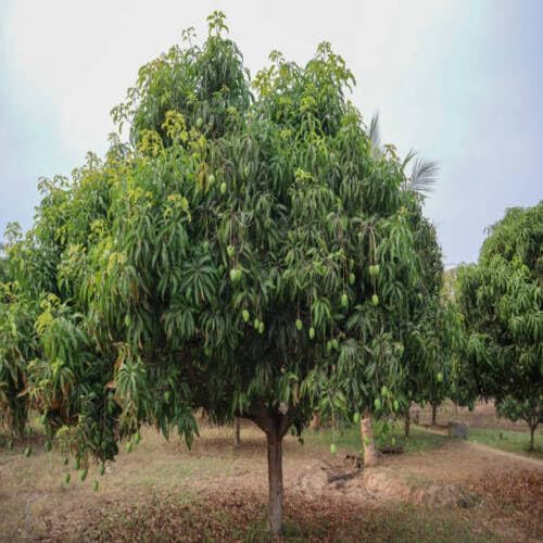 2pcs Green Mango Tree Seeds