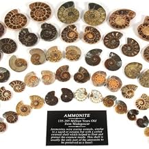 CrystalAge Mini Ammonite Pairs - 30-40 mm