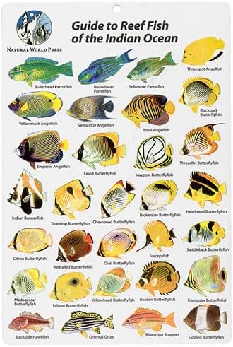 Aqua Indian Ocean Fish I.D. Card