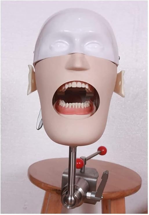Teaching Model,Dental Phantom Head Dental Simulator Phantom Head Training Head Model for Training