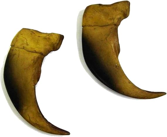1- LARGE 3 inch Bulk Sythentic BLACK Bear Claws