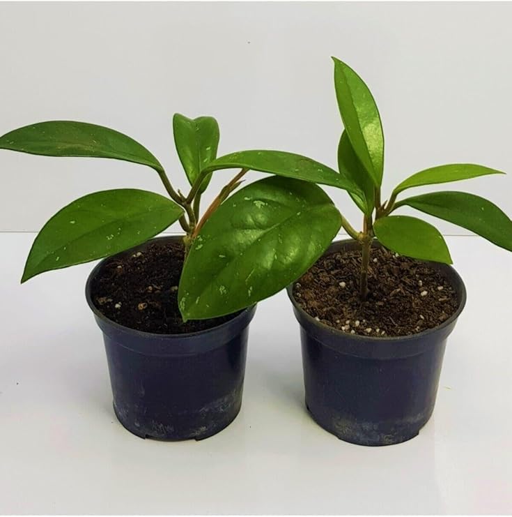 Mum Çiçeği Fidesi Hoya Carnosa Kokulu 9cm Saksıda 2 Adet
