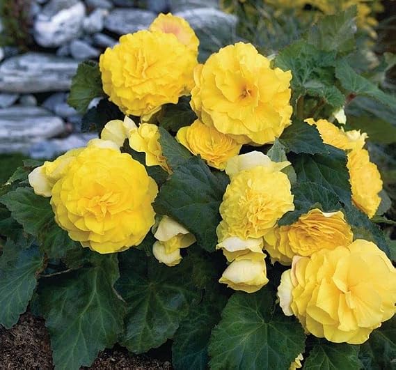 Begonia Seed (Katmerli) Yellow Color - 5 Seeds