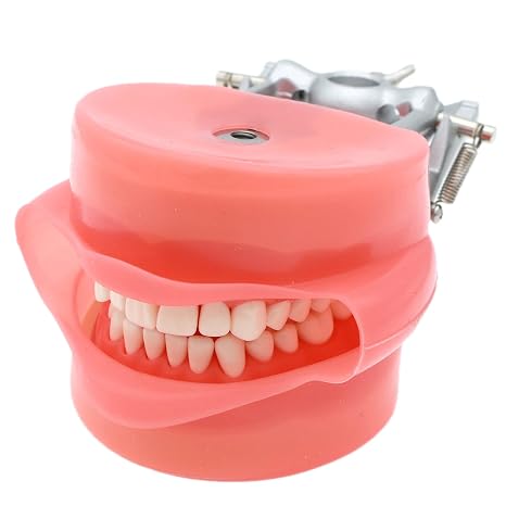Fit Kilgore Nissin 200 Type Dental 32Pcs Removable Practice Typodont Teeth Model M8012 Filling with Soft Rubber Gum Simulation Cheek Study