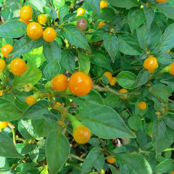 Aji Charapita Pepper Seeds Packet of 5 Seeds | Capsicum chinense; annual/perennial garden plant grown for ornamental or specialty garden use.