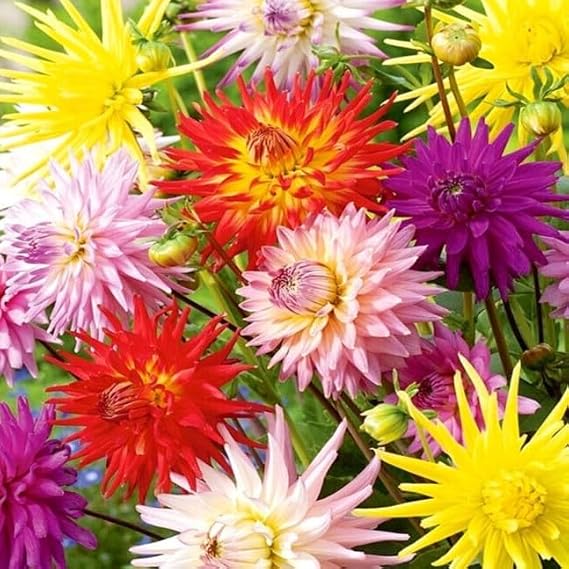100 Cactus Flowered Dahlia Seeds – Dahlia pinnata variabilis – Double Pointed Petals, Tall Summer Blooms – Flower Seeds with Free Plant Tag