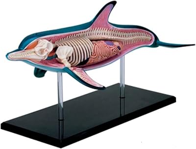 4D Vision Dolphin Anatomy Model, with Fully Detachable 18 Organs and Body Parts, Three Dimensional Puzzle Dolphin Anatomical Model, Dolphin Intelligence Skeleton Specimen Model