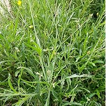 Wild Arugula 1000 Seeds (Diplotaxis tenuifolia) Heirloom - Non GMO