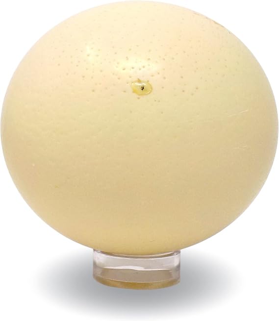 American Ostrich Farms | Ostrich Eggshell, X-Large, Imperfect | Authentic Decorative Shell Laid in USA