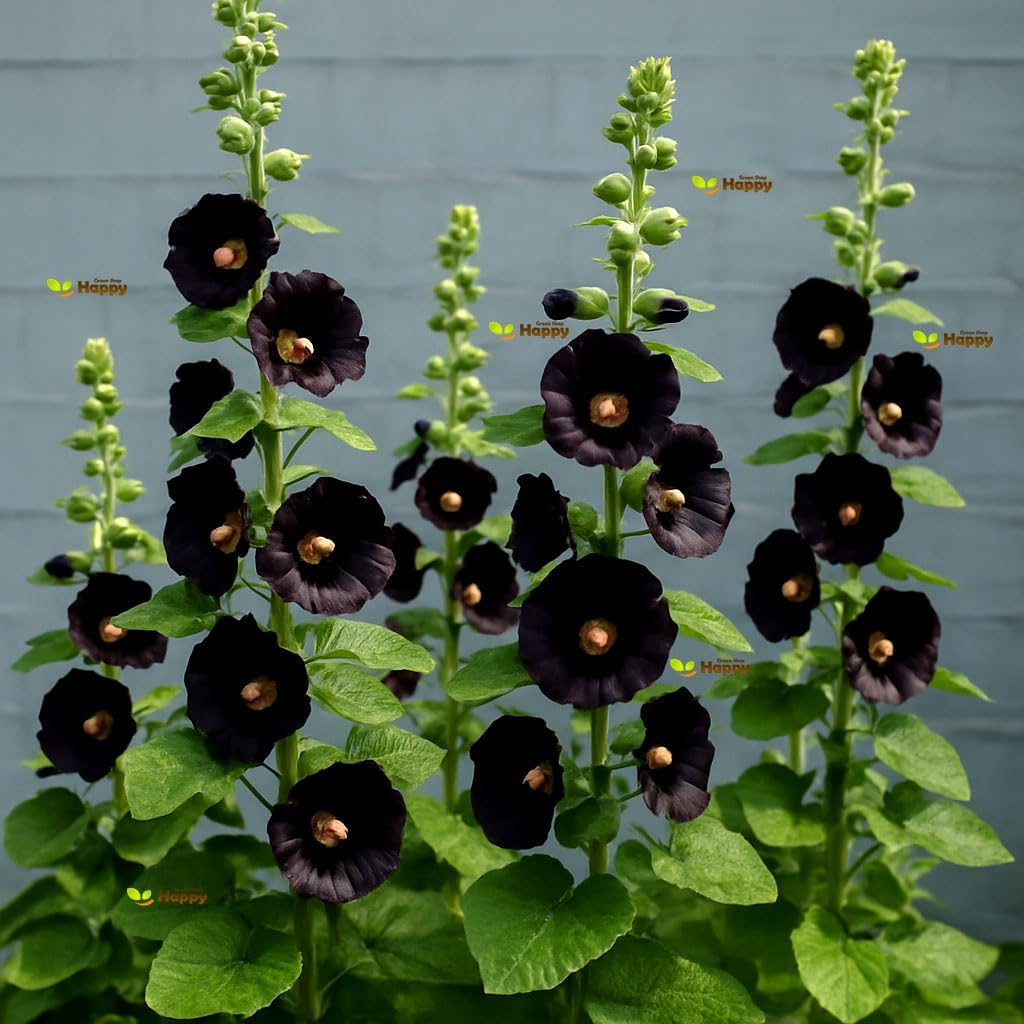 Hollyhock Black 160 Seeds + Plant tag + Freebie - Althaea rosea nigra