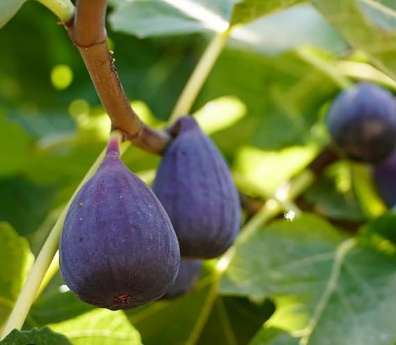 LSU Purple Fig - Ficus carica by Japanese maples and evergreens - Sweet Fig Tree - Fruit Producer - Medium-Sized Figs - Glossy Dark Purple Skin - Self-Pollinating - Ornamental Fruit Tree