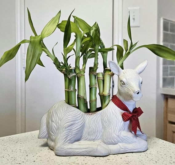 7 Lucky Bamboo Plants, 5x4 and 2x6, Home Decor, Office Decor, Aquatic Plants