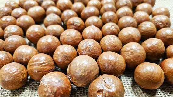Macadamia Nuts - Raw In shell (whole) Medium size (2 LB)