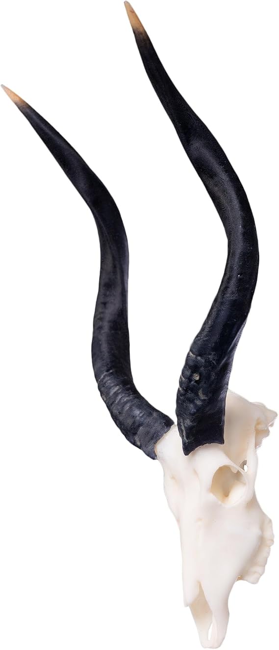 Skullies - Miniature Nyala Skull (3D Printed Animal Skull)