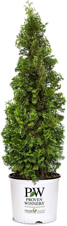 Proven Winners 2 Gal. Sting Arborvitae Shrub