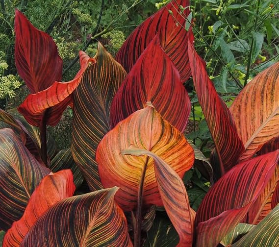 T. Red Varigated Canna Lily Root/Bulb/Rhizome/Plant Nice Size
