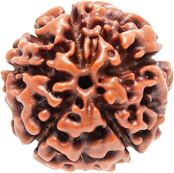 Original Nepali 5 Mukhi Rudraksha Certified Round Bead (Colour: Brown)