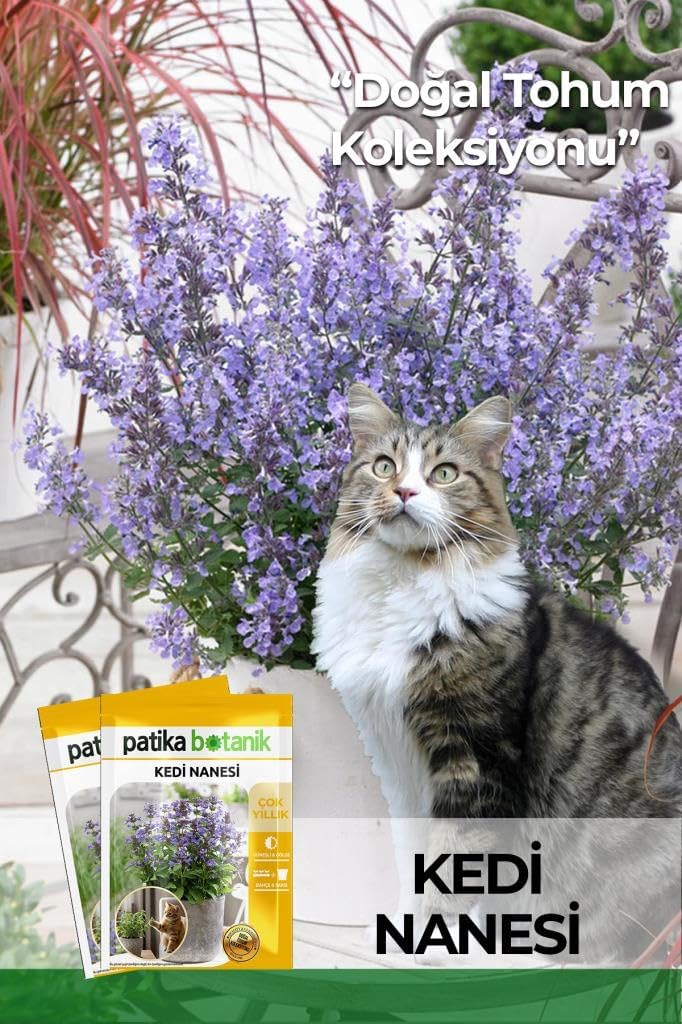 100 Adet Kedi Nanesi Çiçek Tohumu
