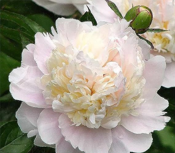Shirley Temple Peony - Spectacular Double White Bare Root Peony...