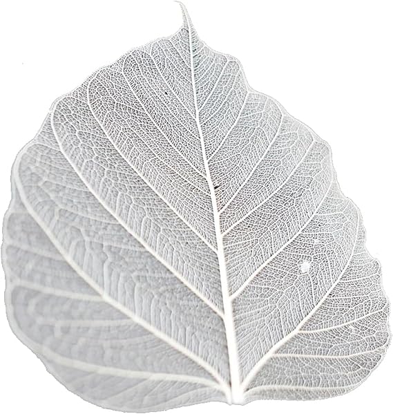 50Pcs Bodhi Leaf Translucent Leaves Pho Bodhi Tree Veined Leaf Natural Laced Leaves Scrapbooking Craft Card Wedding(3.5-4.4 in. Natural Color)