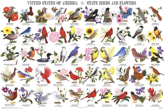 (36 x 24) USA State Birds and Flowers Poster Print