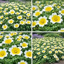 Poached Egg Plant - 350 Seeds + Plant tag + Freebie - Limnanthes douglasii - Yellow with White Edge
