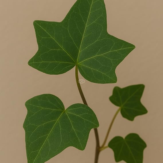 English Ivy, Flat of 18 Pots - 3 1/4 in.