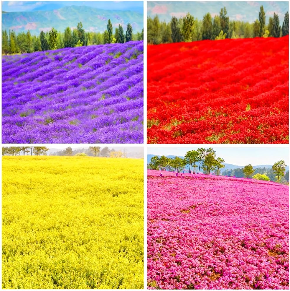 19000Mixed Creeping Thyme Seeds for Planting Outdoor-Non-GMO Thymus Serpyllum Flowers Plant in Your Home Garden Backyard