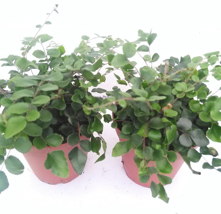 *Two Button Fern - Pellaea - Easy to Grow 4" Pot