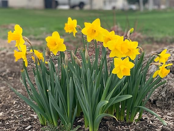 Dutch Master Daffodil 100 Bulbs - 12/14 cm Bulbs