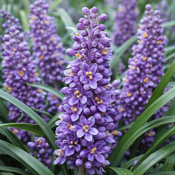 Liriope muscari 'Big Blue' (54 Pots - 2 1/2 inch Square)