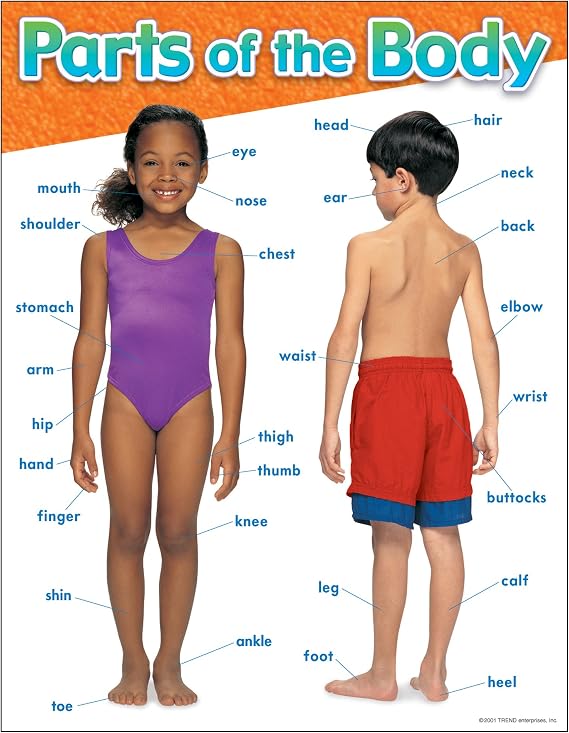 TREND Parts of the Body Learning Chart, Classroom Decor, 17" x 22"