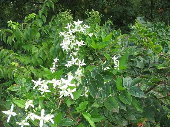 COLIBROX Clematis PANICULATA-Sweet Autumn Clematis