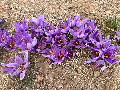 Shes Rooted Home One Dozen Gourmet Saffron Bulbs | Saffron Spice | Worlds Most Expensive Spice | Saffron Flowers